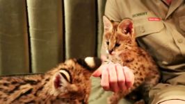 Robert Irwin and Serval Kittens Bounce Around Backstage