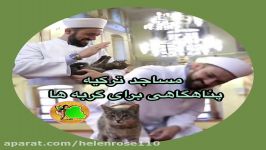 مساجد ترکیه پناهگاهی برای گربه ها