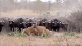 حمله بوفالوی آفریقایی ملقب به مرگ سیاه به شیرها  کشتن شیرها توسط بوفالو