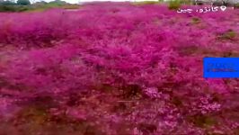 شکوفه های گیلاس دریایی رنگ در چین