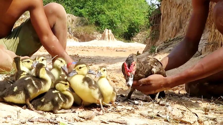 نجات اردک جوجه ها توسط انسان حمله مار