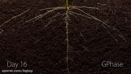 کلیپ تایم لپس رشد گیاه در 25 روز