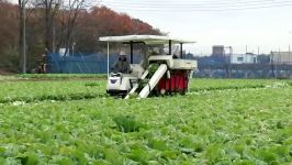 زراعت کاهو Beautiful Chinese Cabbage Farm and Harvest in Japan