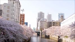 Meguro river sakura festival