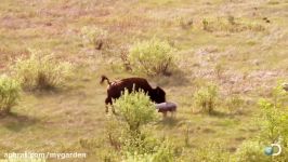 حمله گرگ ها تلاش بوفالوی مادر برای نجات بچه اش