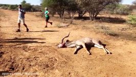 شکار سریع وحشیانه گوزن کودو توسط 2 یوزپلنگ