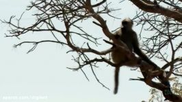نجات آهو چنگال یوزپلنگ توسط میمون