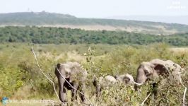 حمله فیل به یوزپلنگ برای نجات بز کوهی شکار شده