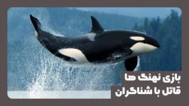 نهنگ قاتل بزرگ Orca بچه هایش به سمت یک شناگرمی آیند