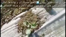 هندوانه کشت شده نشای پیوندی