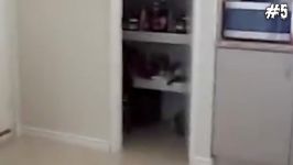 5 Dogs That Saw Something Their Owners Couldn’t See