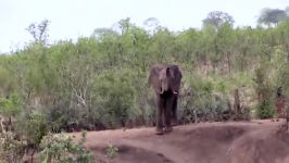 مبارزه مرگبار دیدنی حیوانات وحشی  مبارزه شیر vs فیل