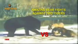مبارزه ببرها خرس