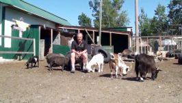 Friendly Goats and Other Animals of The 10 Acre Woods