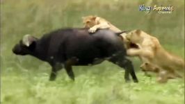 نبرد پادشاه فیل مقابل 25 شیر برای نجات بوفالو