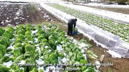 Beautiful Chinese Cabbage Farm and Harvest in Japan