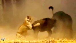 حیات وحش  6 شیر 4 کفتار به دنبال شکار یک بوفالو