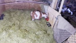 Patches Pygmy Kid Goats Arrive