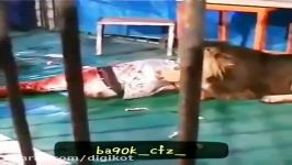 حمله شیر به یک مرد درون قفس جنگ دیدنی خروس قهرمان سگ