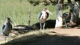 Marabou Stork Leptoptilos crumeniferus