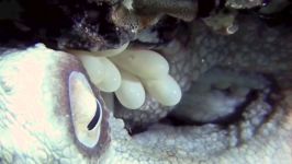 Octopus eggs hatching