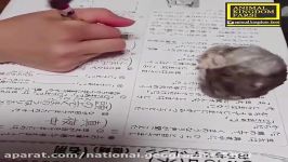 موش صحرایی عشق به ریاضیات محض