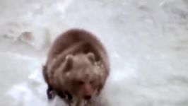 نجات خرس جوان توسط خرس ماده حمله شیر ببر پلنگ