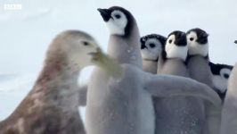 جاسوس بازی  جاسوس در نمایش  مقابله پنگوئن ها بیگانه