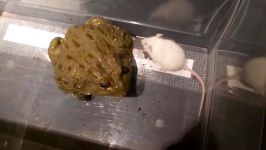 African Bullfrog Pixie Frog Eats Mice With Slow Motion