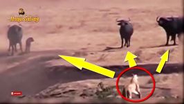 حمله دیدنی بوفالو شجاع به گله شیرها برای نجات گوساله
