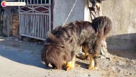 سلطان سگ ها، نژاد ماستیف تبتی قدرتی برابر سلطان جنگل