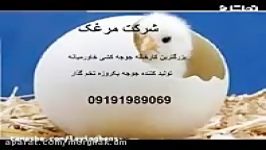 قیمت خرید جوجه مرغ اجداد یکروزه