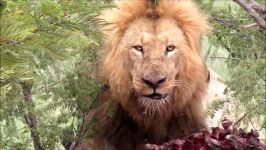 قدرت سلطان جنگل را در این کلیپ ببینید  شکار دیدنی بوفالو توسط شیر