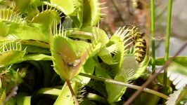 Venus flytrap catches yellow jackets. Venusfliegenfalle fängt Wespen