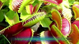 KILL Venus flytrap  Venusfliegenfalle