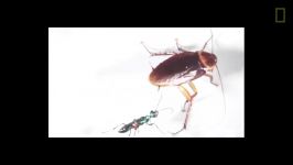 How Cockroaches Use Karate Kicks to Avoid Becoming Zombies  National Geographic