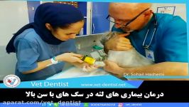 جرم گیری خدمات دندانپزشکی حیوانات مسن بیمار