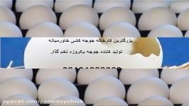 پرورش مرغ تخم گذار درمازندران