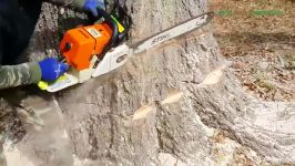 Extreme Dangerous Biggest Tree Felling ¦¦ Amazing Fastest Trees Cutting Down