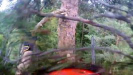 Pine climbed and felled with Husqvarna T540 and 395XP