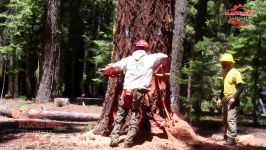 Amazing Super Old Cedar Tree Felling Cuttingپ