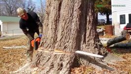 Extreme Dangerous Biggest Tree Felling ¦¦ Amazing Fastest Trees Cut
