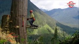 Old Giant Tree Felling Cutting Down Tree 