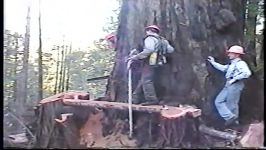 Falling an old growth redwood tree Humboldt County CA 2002