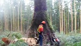 Intelligent Technology Huge Trees Felling USA Canada MinSaw Sawmill Saw