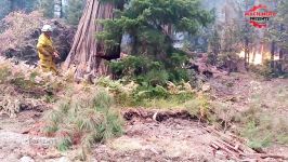 Dangerous Hazard Tree Felling in Wildfires Lumberjack Tree Cutting Dowe