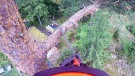 Pine climbed and felled with Husqvarna T540 and 395XP