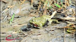 Primitive Technology  Find Hunting Frogs living In Forest By Spear s