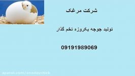 پخش جوجه یکروزه به سراسرکشور