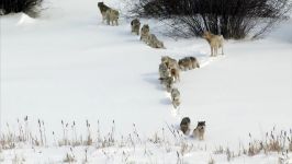 شکار گاومیش کوهان دار توسط گله گرگ ها  سیاره یخ زده